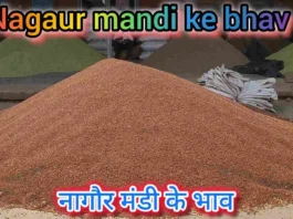 Nagaur mandi ke bhav 19-11-25, नागौर मंडी के भाव Nagaur mandi ke bhav